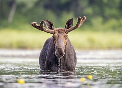 A moose standing in a river. 