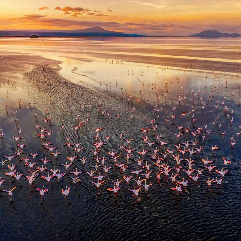 A flock of flamingos on a lake at sunrise.